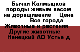 Бычки Калмыцкой породы живым весом на доращивание. › Цена ­ 135 - Все города Животные и растения » Другие животные   . Ненецкий АО,Устье д.